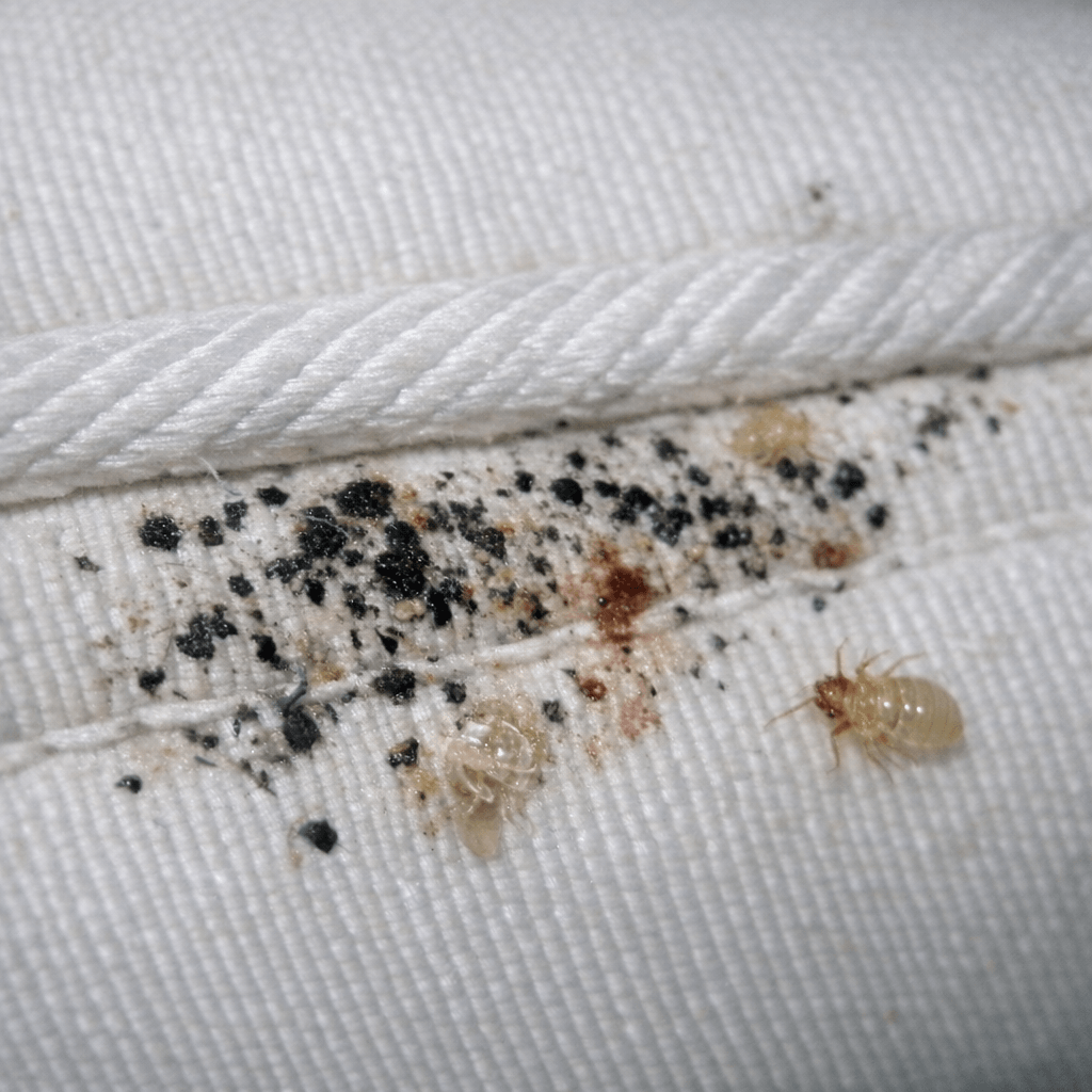 Insekten wie Wespen, Bettwanzen, Ameisen und Schaben